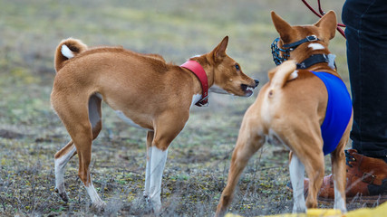 Coursing. Two basenji dogs fight