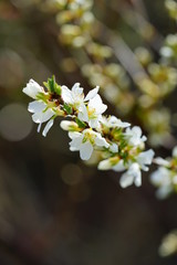 White flowers of Bush Cherry (Prunus Japonica)