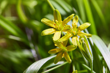 Yellow star of Bethlehem (Gagea lutea) flower on field. Brightly yellow flowers of the Gagea of...