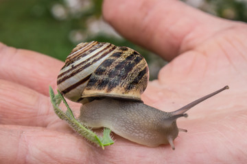 A snail walking on a hand 