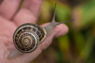 A snail walking on a hand 