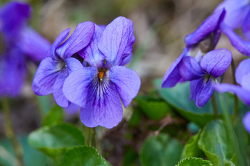 Violet violets flowers in full bloom in the spring forest. Viola odorata
