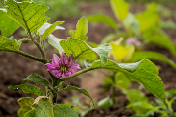 View of a vegetable Garden