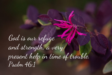 Plum Delight Loropetalum - chinese fringe - with one pink flower in the spring - Psalm 46:1 God is...
