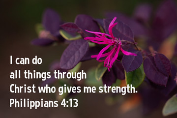Plum Delight Loropetalum - chinese fringe - with one pink flower in the spring - Philippians 4:13 I can do all things through Christ who gives me strength.
