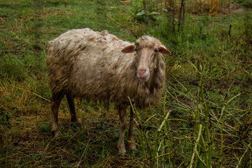 Naklejka premium An old sheep in Sardinia 