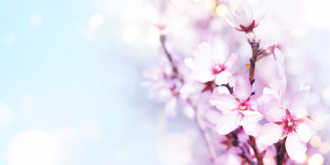 Almond blossom. Spring background