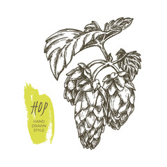 Vector sketch of hop cones on branch with leaves in hand-drawn style. Plant humulus lupulus illustration for traditional design of ale bottle label, alcohol drink wrapping or retro beer packaging.