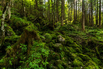 The wild and romantic magic forest