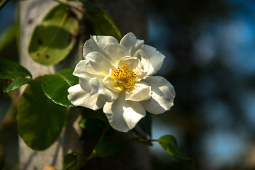 Obraz premium flor blanca