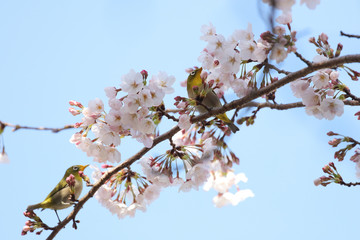 桜とメジロ