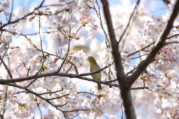 桜とメジロ