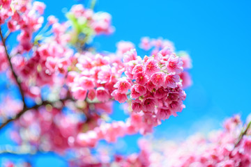 Beautiful Pink Cherry Blossom or Sakura flower blooming in blue sky on nature background