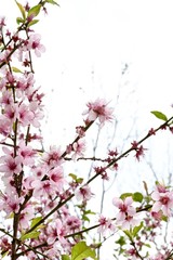 pink sakura flowers on a branch close-up