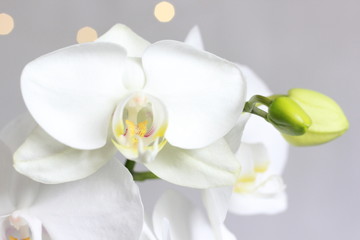 Naklejka na ściany i meble orchide kwiat roślina