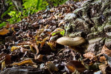 Funghi di bosco