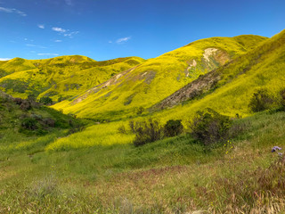 Obraz premium It's all yellow- wildflowers in California 