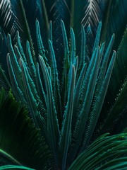 Fototapeta premium PLANTS 