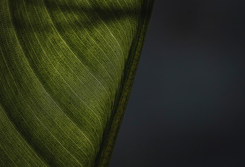 macro de textura de folha verde e fundo azul escuro