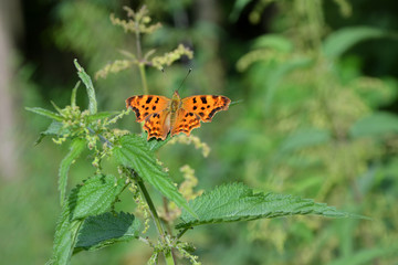 butterfly on a flower