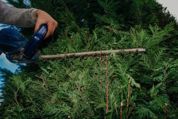 Obraz premium Hedge Trimming Job. Caucasian Gardener with Gasoline Hedge Trimmer Shaping Wall of Thujas in a Garden.Macro
