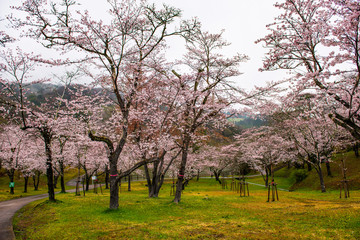 萩尾公園の桜