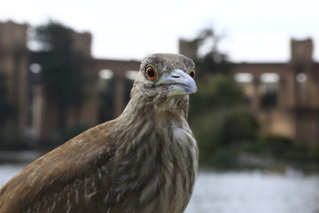 Nycticorax Black-crowned Night-Heron nycticorax - fauna in west USA
