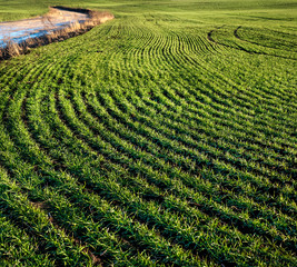 wavy lines rows of winter wheat sprouts