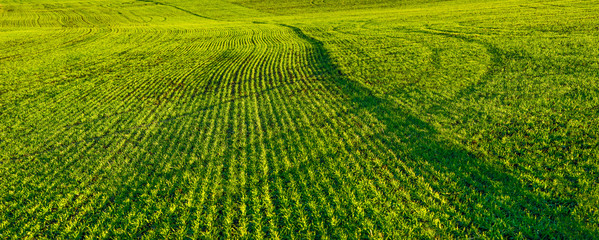 panoramic view of cereal field rows and lines of winter wheat sprouts