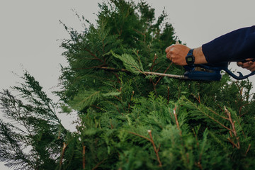 Obraz premium Hedge Trimming Job. Caucasian Gardener with Gasoline Hedge Trimmer Shaping Wall of Thujas in a Garden.Macro