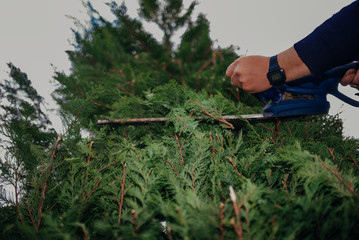Naklejka premium Hedge Trimming Job. Caucasian Gardener with Gasoline Hedge Trimmer Shaping Wall of Thujas in a Garden.Macro