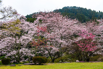 渓石園の桜