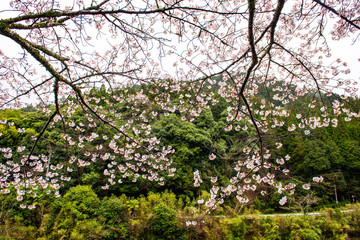 Fototapeta na wymiar 渓石園の桜