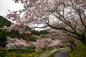 渓石園の桜