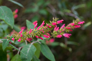 A twig of blooming Karwinskis sage