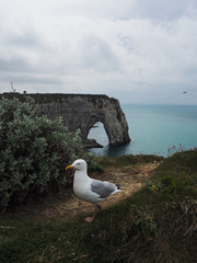 Coast Etretat Normandy, France