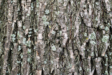 old rustic wood tree bark texture