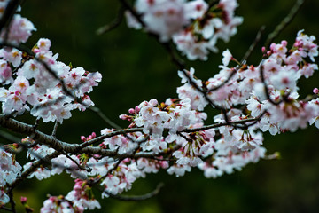 渓石園の桜