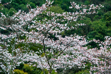 Obraz premium 渓石園の桜