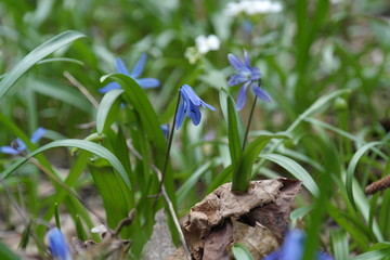 The flower is known as a Scilla monanthos or  Scilla caucasica. Native to woodlands, subalpine...