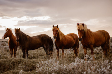 Icelandic Wild brown horses in country side, field
