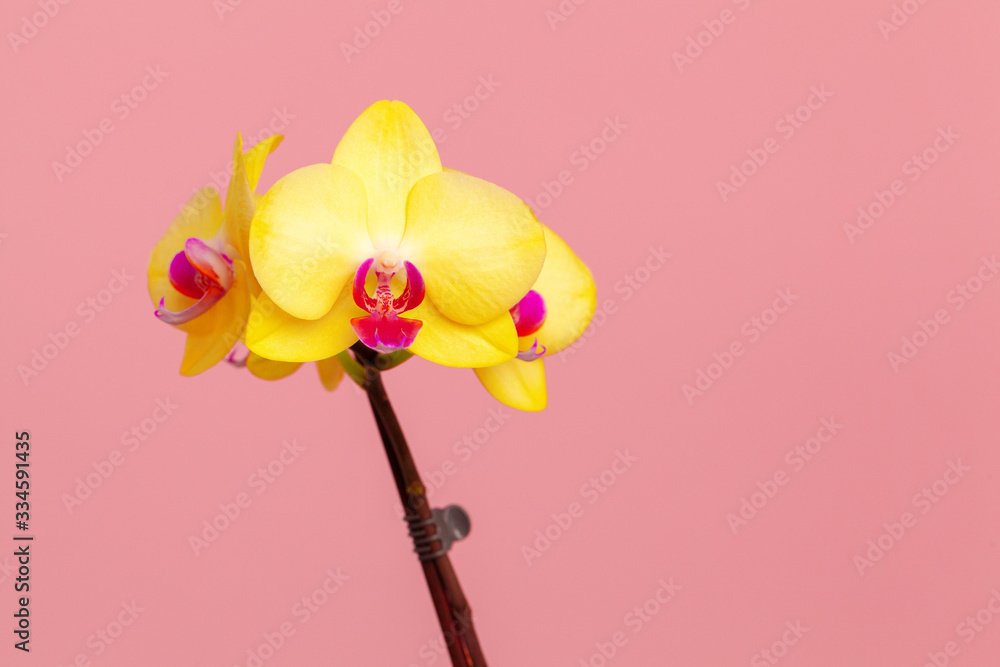 Canvas Prints Close up photo of yellow blooming orchid branch