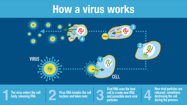 How Does A Virus Attack The Immune System