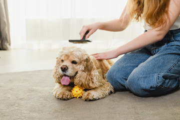 Girl sit on carpet and play with cocker spaniel