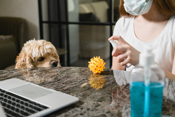 Hand disinfect cocker spaniel toy at home