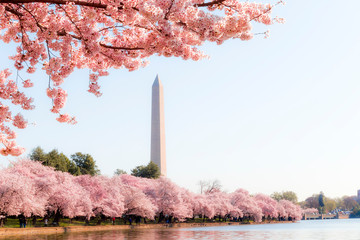 Washington DC – April 4, 2019: Cherry blossom festival with Washington memorial around the tidal...