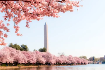 Fotobehang Bloesem Washington DC – April 4, 2019: Cherry blossom festival with Washington memorial around the tidal basin  © arak7