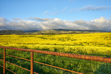 Fototapeta na wymiar Mustard field