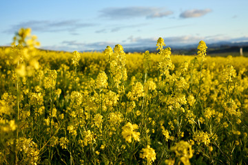 Mustard