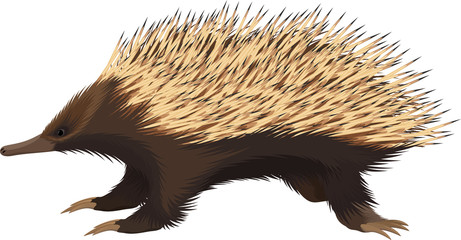 vector  Australia Short-beaked Echidna illustration